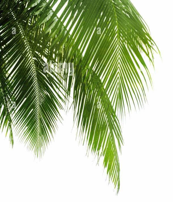Booking palm left background