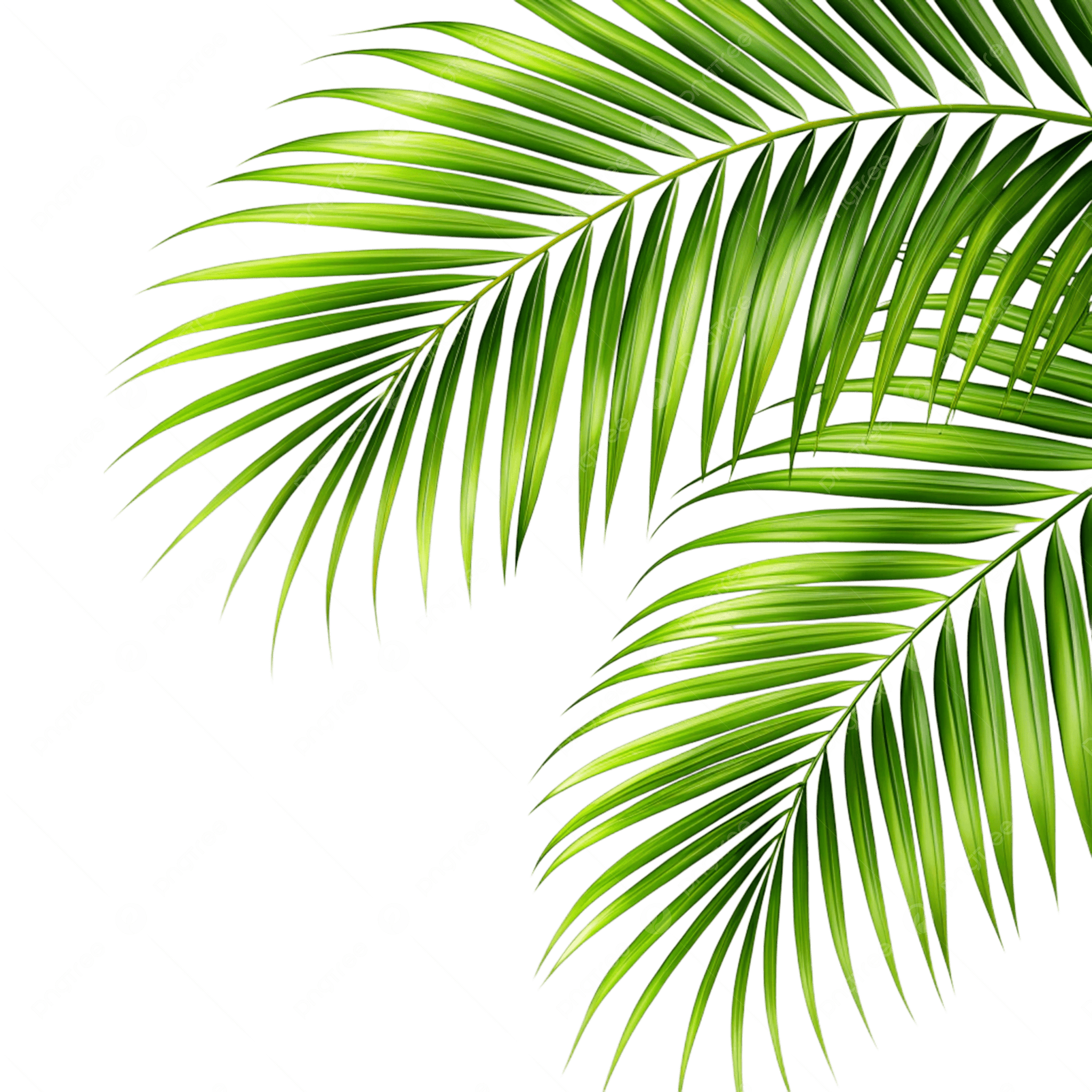 Booking palm right background
