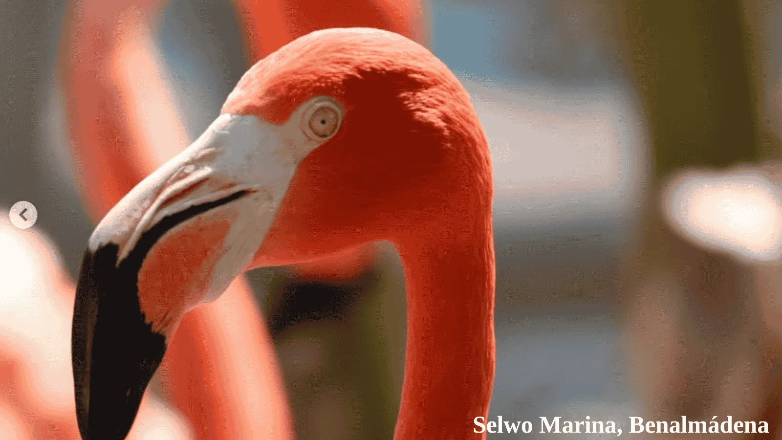 Selwo Marina in Benalmádena