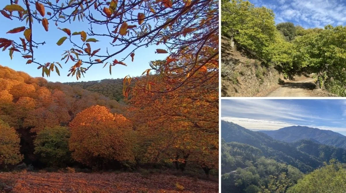 Autumn chestnut forest at Castañar de Genalguacil
